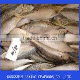 Horse Mackerel thumbnail-1