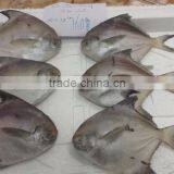 Forzen Silver Pomfret/ Seafish/ Pomfret/ Farm Black Pomfret/ Caught Black Pomfret thumbnail-2