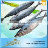 Frozen Live Fish Horse Mackerel thumbnail-3