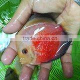 Discus Fish Farm and Export Company thumbnail-2