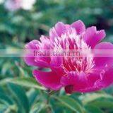 Herbaceous Peony Plant Root thumbnail-1