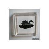 Sell Swan Magnets thumbnail-1