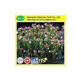 100% Pure Eyebright Herb Extract / Euphrasia Officinalis Extract thumbnail-1