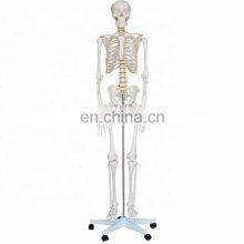 Life-size 180 cm Cheap Plastic Skeleton Human Anatomy Skeleton Model Science Toy for Sale