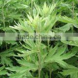 Mugwort Oil Wormwood Oil From India thumbnail-1