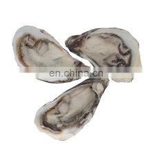 Frozen Oyster Half Shell Oyster thumbnail-3