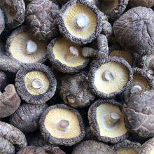 Lentinula edodes