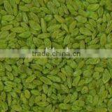 Import New Fresh Big Green Raisin With High Quality and the Best Price thumbnail-1