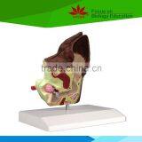 Hot Sale School Use Dog Ear Anatomy Model for Vet thumbnail-4