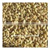 Australian Organic Pearl Barley thumbnail-1