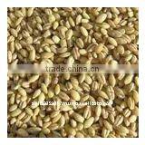 Australian organic pearl barley