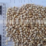 non-GMO and GMO Soybean Seeds (Human And Animal Feed)