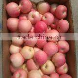 Fresh Red Gala Apple thumbnail-2