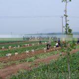 Fresh Farm Holland Potato 8kg Mesh Bag Packing thumbnail-2