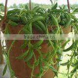 Senecio Radicans Long Leaf Sedum