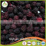 Asian Frozen Vegetables and Fruits Iqf Frozen Blackberry thumbnail-3