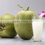 Canned Fresh Coconut Water 100% Coconut Water thumbnail-2