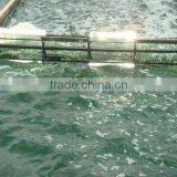 2015 Healthy Algae Spirulina for EU & USA Market thumbnail-5