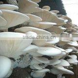 Best-selling Baiing Mushroom thumbnail-2