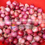 FX-128 Garlic Peeler/Shallot Peeling Machine With High Efficienty and CE Approved thumbnail-4