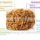 FDA Certification Passed 28mm Yellow Mealworms;Mealworms for Fishes thumbnail-2