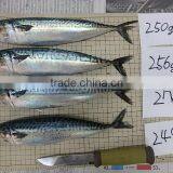 for Canning Land Frozen Trawling Japanese Jack Mackerel thumbnail-1