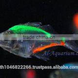 Glass Fish Mix Color For Sale / Ornamental Fish International Exporter thumbnail-4