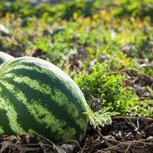 Red Flesh Hybrid f1 Watermlon Seeds for Middle East Market Crim No.2 thumbnail-2