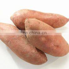 Chinese Yam Fresh Sweet Potato thumbnail-4