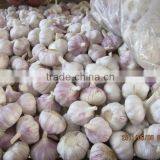 Normal Fresh White Garlic thumbnail-1