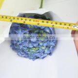 Fragrant Aroma Classical Light Blue Short Branch Hydrangea thumbnail-2