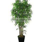 Decorative Bamboo