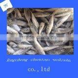 Canned Mackerel Fish thumbnail-1