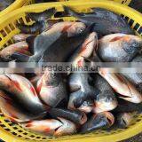 Frozen Pomfret Whole Round for Selling thumbnail-1
