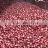 Exporters, Producer, Suppliers of Fresh Onions/Red Onions thumbnail-4