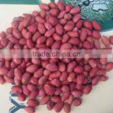 Good Quality Red Skin Peanut Kernels thumbnail-2