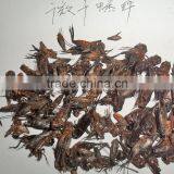 Dried Crickets for Chicken and Bird thumbnail-3