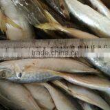 China Frozen Horse Mackerel Fish Yellow Tail Fishing Trawlers thumbnail-3