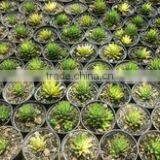Haworthia Reinwardtii Variegata thumbnail-1