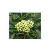 25%Evodiamine--Evodia Rutaecarpa Extract