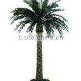 Canary Palm Tree