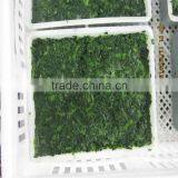 2015 New Crops Frozen Chopped Spinach Cuts thumbnail-2