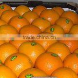 Fresh Orange thumbnail-1