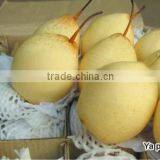 China Fresh ya Pears