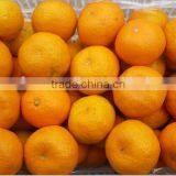 Fresh Seedless Lime Orange Fresh Fruit thumbnail-2