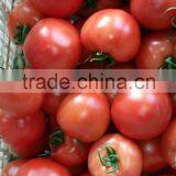 High Quality Fresh Tomato/farm Fresh Tomatos thumbnail-2
