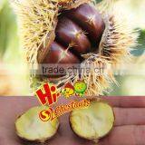 New Crop Fresh Chestnut, Bulk Hebei Chestnuts for Sale thumbnail-1