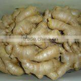 Fresh Ginger thumbnail-1