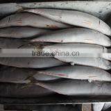Frozen W/R Seafood Pacific Mackerel High-quality Pacific Mackerel thumbnail-2
