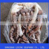 Frozen Peru Giant Squid Tentacle